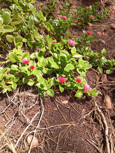 Heart-leaf Ice Plant - Photo (c) Tomás Blasco, some rights reserved (CC BY-NC)