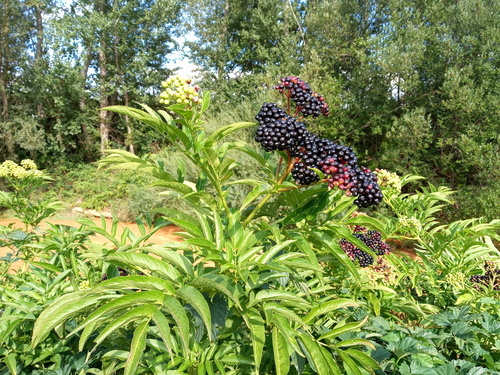 Dwarf Elder - Photo (c) Tomás Blasco, some rights reserved (CC BY-NC)