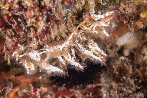 Filigree Worm - Photo (c) xavi salvador costa, some rights reserved (CC BY-NC)