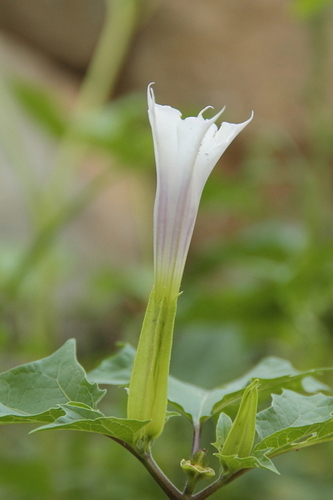 Devil's Trumpets - Photo (c) Tomás Blasco, some rights reserved (CC BY-NC)