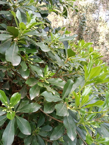 Pittosporum heterophyllum - Photo (c) Tomás Blasco, some rights reserved (CC BY-NC)