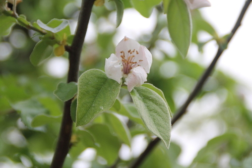 Quince - Photo (c) Tomás Blasco, some rights reserved (CC BY-NC)