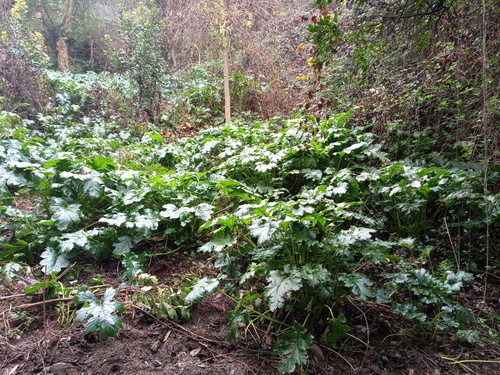 Acanthus - Photo (c) Tomás Blasco, some rights reserved (CC BY-NC)