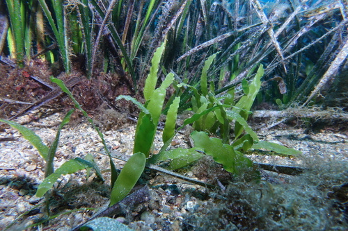 Green Algae (Phylum Chlorophyta) · MINKA