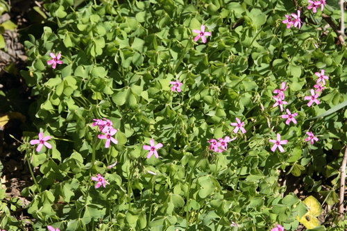 Pink-Sorrel - Photo (c) Tomás Blasco, some rights reserved (CC BY-NC)
