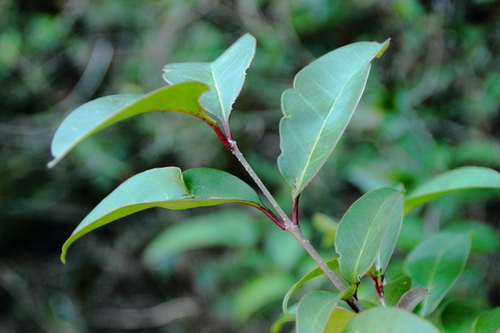 Tree Privet - Photo (c) Tomás Blasco, some rights reserved (CC BY-NC)