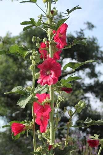 Hollyhock - Photo (c) Tomás Blasco, some rights reserved (CC BY-NC)