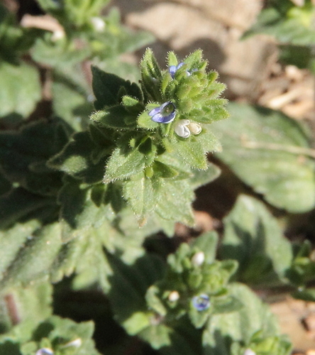 Corn Speedwell - Photo (c) Tomás Blasco, some rights reserved (CC BY-NC)