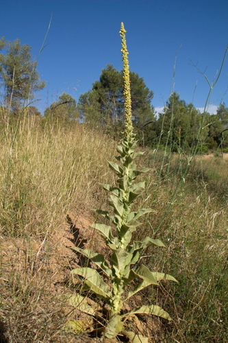 Great Mullein - Photo (c) Tomás Blasco, some rights reserved (CC BY-NC)