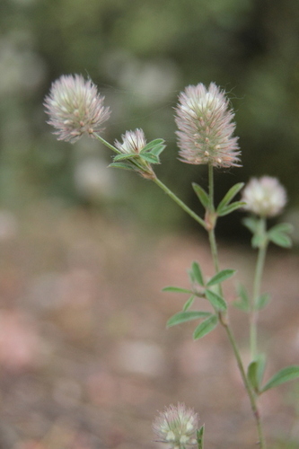 Rabbitfoot Clover - Photo (c) Tomás Blasco, some rights reserved (CC BY-NC)