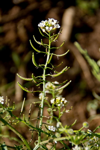 Watercress - Photo (c) Tomás Blasco, some rights reserved (CC BY-NC)