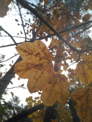 Italian Maple - Photo (c) Tomás Blasco, some rights reserved (CC BY-NC)