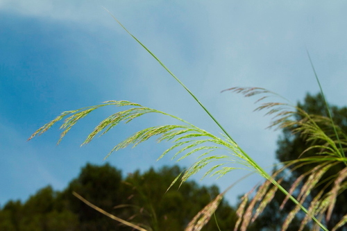 Smilo Grass - Photo (c) Tomás Blasco, some rights reserved (CC BY-NC)