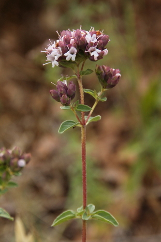 Oregano - Photo (c) Tomás Blasco, some rights reserved (CC BY-NC)