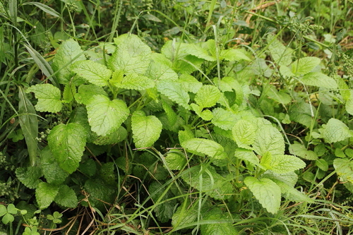Lemon Balm - Photo (c) Tomás Blasco, some rights reserved (CC BY-NC)