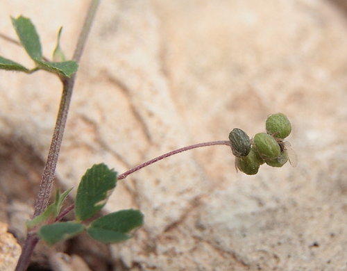 Black Medick - Photo (c) Tomás Blasco, some rights reserved (CC BY-NC)