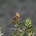 Yellowhammer - Photo (c) Enric Badosa, some rights reserved (CC BY-NC), uploaded by Enric Badosa