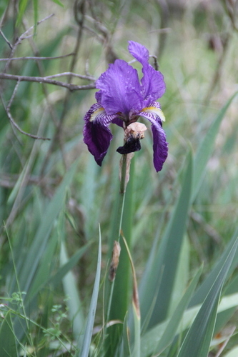 Iris germanica - Photo (c) Tomás Blasco, some rights reserved (CC BY-NC)