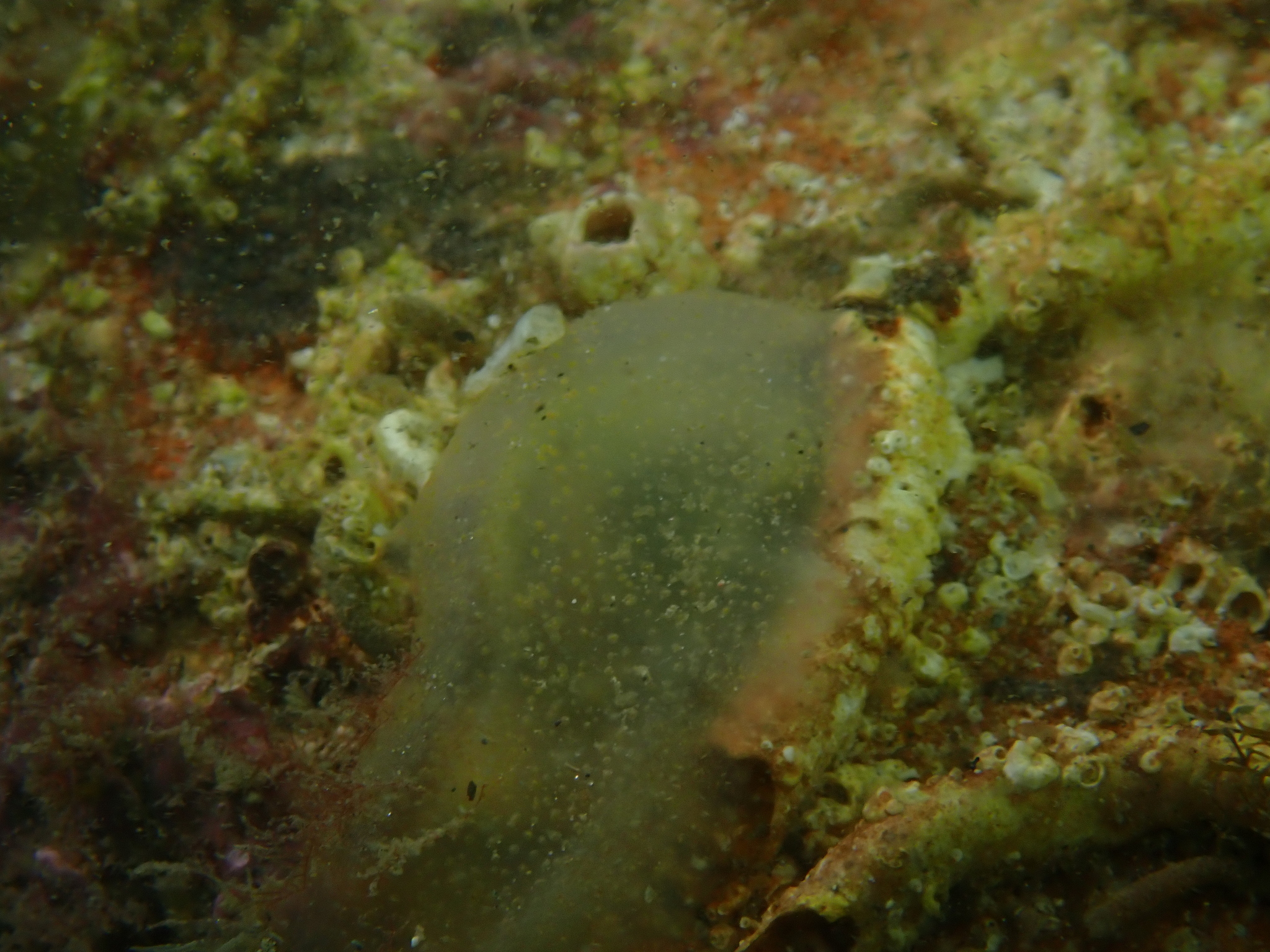 Ascidia conchilega Müller, 1776