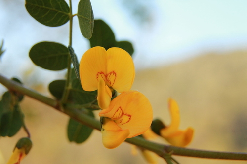 Bladder-Senna - Photo (c) Tomás Blasco, some rights reserved (CC BY-NC)
