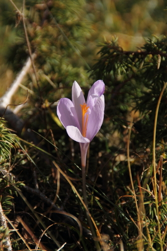 Autumn Crocus - Photo (c) Tomás Blasco, some rights reserved (CC BY-NC)