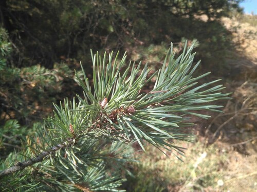 Scots Pine - Photo (c) Tomás Blasco, some rights reserved (CC BY-NC)