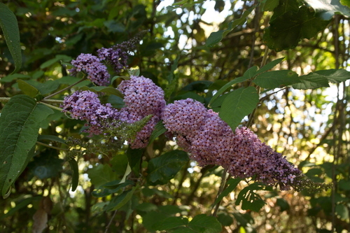 Butterfly Bushes and Allies - Photo (c) Tomás Blasco, some rights reserved (CC BY-NC)