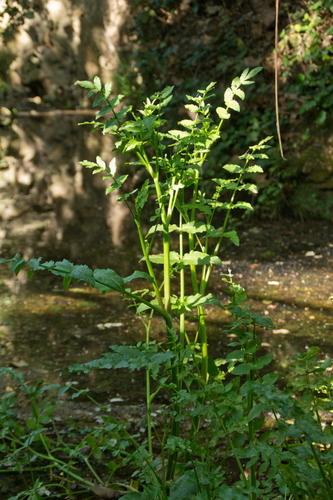 Fool's Watercress - Photo (c) Tomás Blasco, some rights reserved (CC BY-NC)