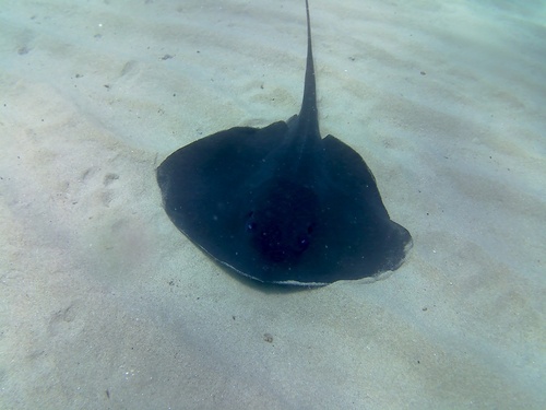 Pelagic Stingray - Photo (c) planctondiving, some rights reserved (CC BY-NC)