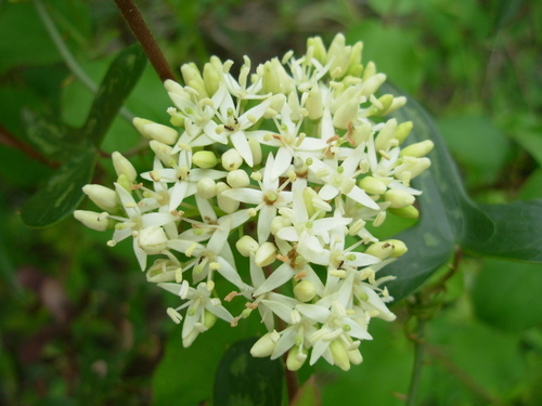 Common Dogwood - Photo (c) Tomás Blasco, some rights reserved (CC BY-NC)
