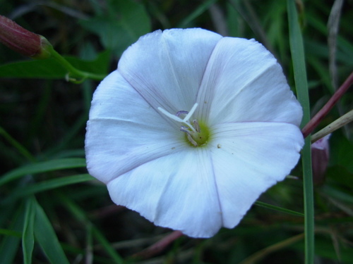 Convolvulus arvensis - Photo (c) Tomás Blasco, some rights reserved (CC BY-NC)