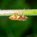 Meadow Spittlebug - Photo (c) jmturon, some rights reserved (CC BY-NC)