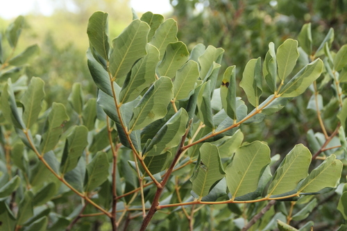 Carob Tree - Photo (c) Tomás Blasco, some rights reserved (CC BY-NC)