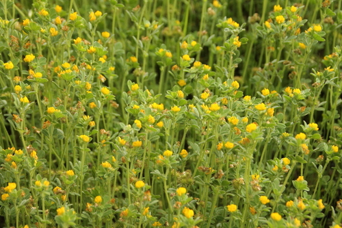 Little Bur-Clover - Photo (c) Tomás Blasco, some rights reserved (CC BY-NC)