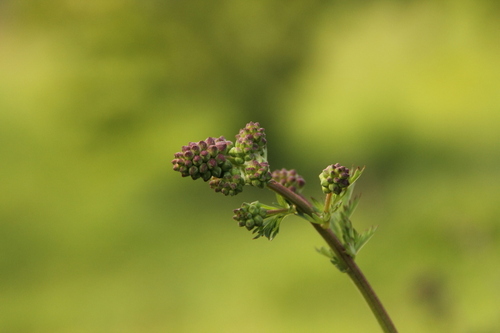 Salad Burnet - Photo (c) Tomás Blasco, some rights reserved (CC BY-NC)