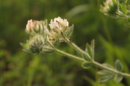 Hairy Canary-Clover - Photo (c) Tomás Blasco, some rights reserved (CC BY-NC)