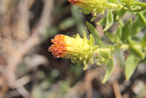 Chiliadenus glutinosus - Photo (c) Tomás Blasco, some rights reserved (CC BY-NC)