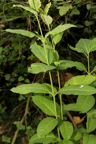 Spindle - Photo (c) Tomás Blasco, some rights reserved (CC BY-NC)