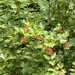Cranberry Viburnum - Photo (c) jmturon, some rights reserved (CC BY-NC)