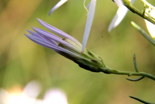 Rhone Aster - Photo (c) Tomás Blasco, some rights reserved (CC BY-NC)