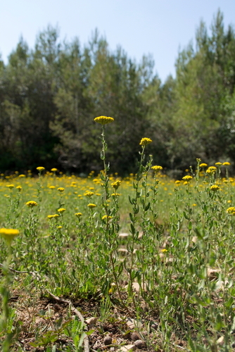 Sweet Yarrow - Photo (c) Tomás Blasco, some rights reserved (CC BY-NC)
