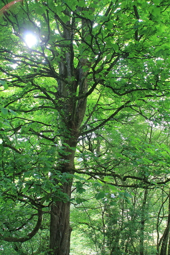 Sycamore - Photo (c) Tomás Blasco, some rights reserved (CC BY-NC)