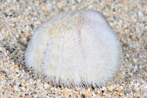 Sea Potato - Photo (c) xavi salvador costa, some rights reserved (CC BY-NC)