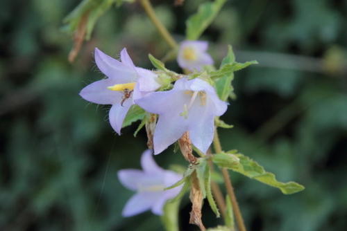 Nettle-leaved Bellflower - Photo (c) Tomás Blasco, some rights reserved (CC BY-NC)