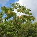 Tree-of-Heaven - Photo (c) Vicenç Roig Vidal, some rights reserved (CC BY-NC), uploaded by Vicenç Roig Vidal