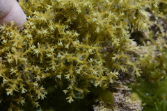 Ericaria brachycarpa - Photo (c) oriol_d, all rights reserved