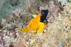 Black-faced Blenny - Photo (c) xavi salvador costa, some rights reserved (CC BY-NC)