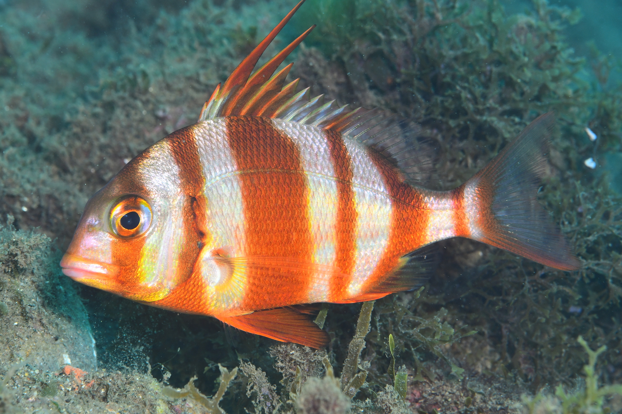 Redbanded seabream (Pagrus auriga) — Sparidae — 4