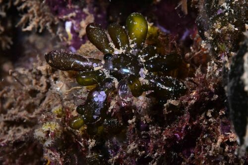 Sea Tube - Photo (c) xavi salvador costa, some rights reserved (CC BY-NC)