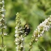 Nowickia ferox - Photo (c) beal, some rights reserved (CC BY-NC)